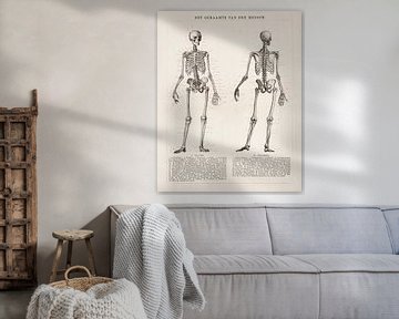 Anatomie. Le squelette de l'homme sur Studio Wunderkammer