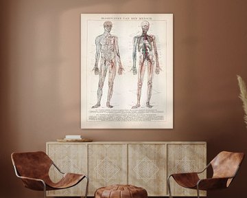 Anatomie. Vaisseaux sanguins humains sur Studio Wunderkammer
