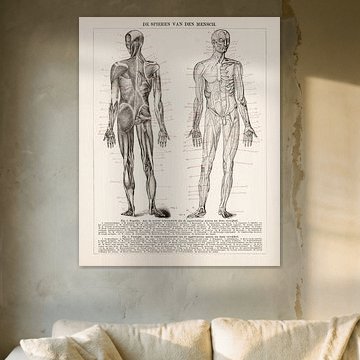 Human body. Human muscles by Studio Wunderkammer