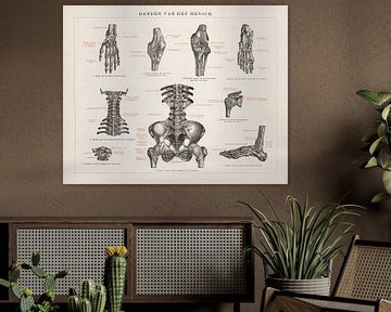 Anatomie. Banden van de mens van Studio Wunderkammer