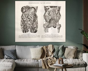 Anatomie. Parois abdominales de l'homme sur Studio Wunderkammer