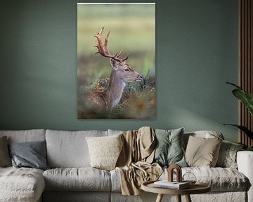 Fallow deer in the dunes by Wietse de Graaf