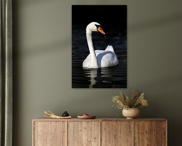 Swan and dark water by Wietse de Graaf