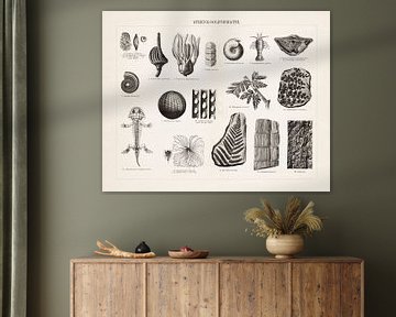 Antique print showing fossils from the coal formation by Studio Wunderkammer