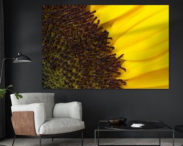 Detail einer Sonnenblume von Margot van den Berg
