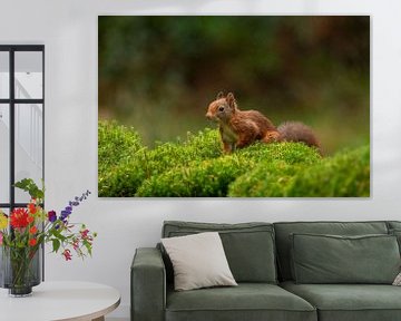Eichhörnchen im Moos von Tanja van Beuningen