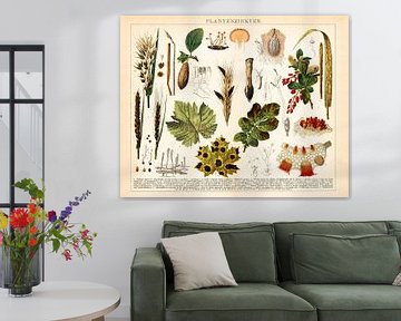 Antiker botanischer Farbdruck von Pflanzenkrankheiten von Studio Wunderkammer