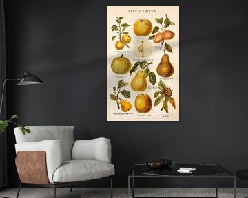 Lithographie ancienne en couleurs avec des fruits à pépins sur Studio Wunderkammer