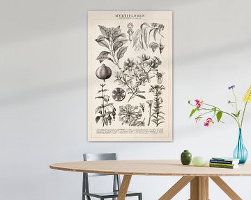 Antieke botanische prent met Myrtifloren van Studio Wunderkammer