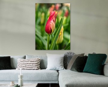 Young tulip by Jan Enthoven Fotografie