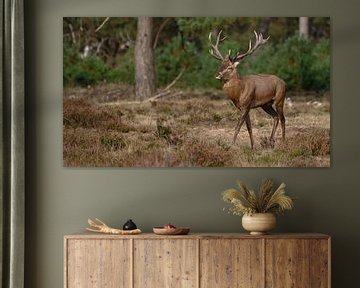 Cerf élaphe, saison du rut, Hoge Veluwe Park sur Ronald Harmsen