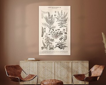 Botanical print Leguminosae II by Studio Wunderkammer