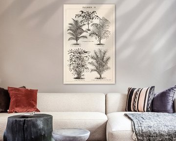 Vintage botanical print Palms II by Studio Wunderkammer