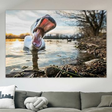 Mute Swan, Cygnus olor