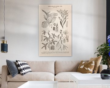 Botanical print Leguminosae III by Studio Wunderkammer