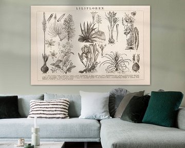 Vintage botanische plaat met Lilifloren van Studio Wunderkammer