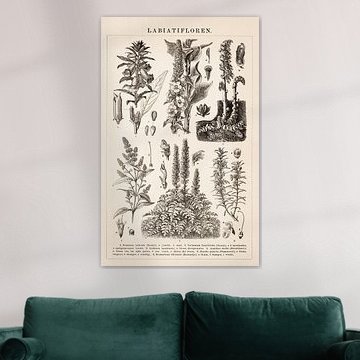 Botanical print Labiatifloren by Studio Wunderkammer