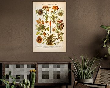 Antieke kleurenlitho Warme Kasplanten van Studio Wunderkammer