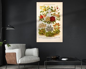 Antique colour lithograph Cold greenhouse plants by Studio Wunderkammer
