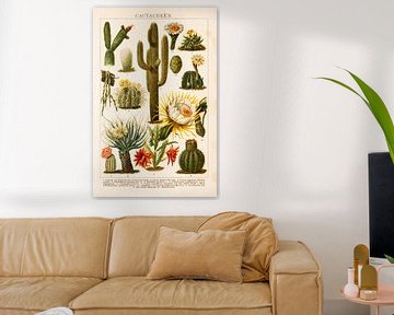 Lithographie ancienne en couleurs avec des cactus sur Studio Wunderkammer