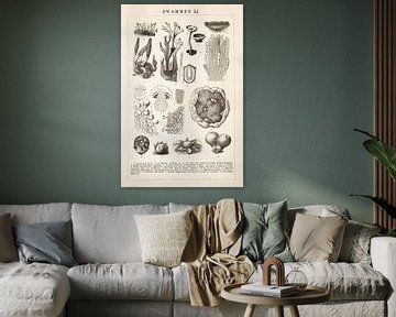 Botanical print Fungi II by Studio Wunderkammer