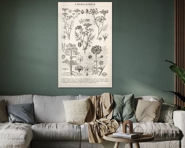 Botanical print Umbellifera by Studio Wunderkammer