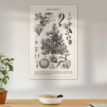 Kupferstich Urticinen I von Studio Wunderkammer