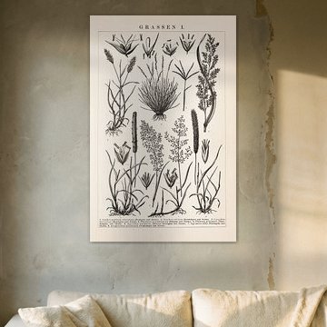 Vintage botanischer Druck Gräser I von Studio Wunderkammer