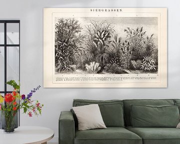 Antique print with ornamental grasses by Studio Wunderkammer