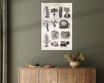 Vintage botanical print Vegetables I by Studio Wunderkammer