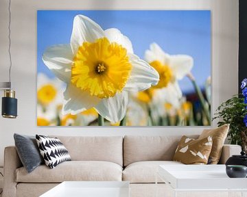 Narcis von Lianne Hermans