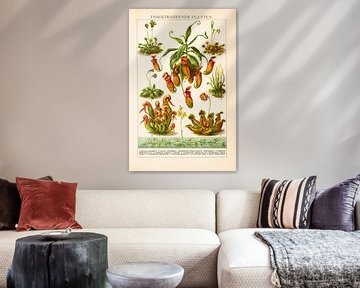 Lithographie ancienne en couleurs Plantes insectivores sur Studio Wunderkammer