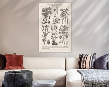 Vintage botanical print Ericaceene by Studio Wunderkammer