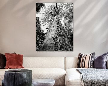 Vieil arbre dans le parc national de Carnarvon, en Australie sur Rietje Bulthuis