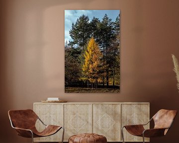 Gouden Lariks in de herfst, Gieten van Fenna Duin-Huizing