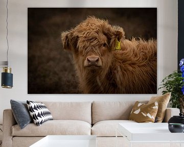 Veau écossais des Highlands avec étiquette d'oreille sur KB Design & Photography (Karen Brouwer)