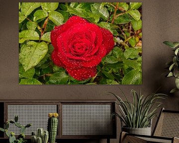 Rode roos met dauw van Carl-Ludwig Principe