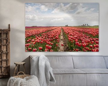 veld met rode tulpen