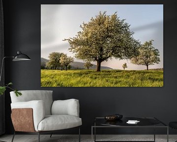 Bloeiende fruitbomen in het ochtendlicht van Conny Pokorny