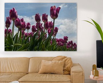 tulip field in holland by ChrisWillemsen