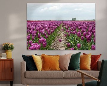 veld met paarse tulpen