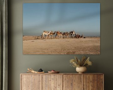 Kamelen in de woestijn van Marokko | Fine art Print van Inge Pieck
