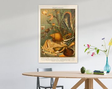 Antike Farblithographie Mollusken von Studio Wunderkammer