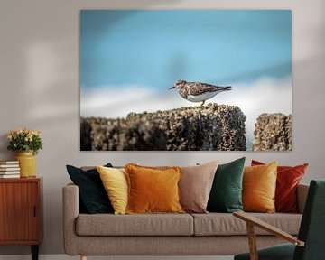 Stonechat on a breakwater by John van de Gazelle fotografie