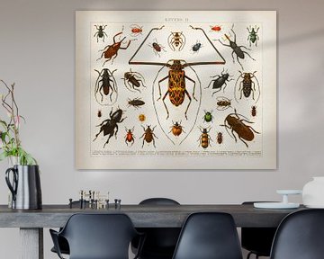 Antike Farblithographie Käfer II von Studio Wunderkammer