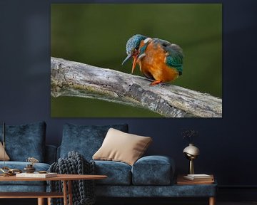 Kingfisher by Marcel Versteeg