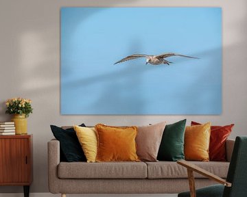 Herring gull in flight by John van de Gazelle fotografie