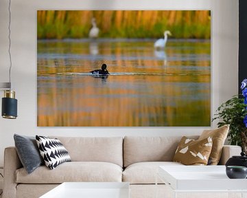 Pair of tufted ducks by Marcel Versteeg