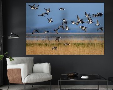 Barnacle geese in the Oostvaardersplassen by Marcel Versteeg