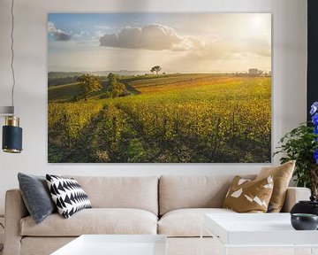 Stone pine and vineyards, autumn landscape in Chianti by Stefano Orazzini